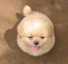 puppy